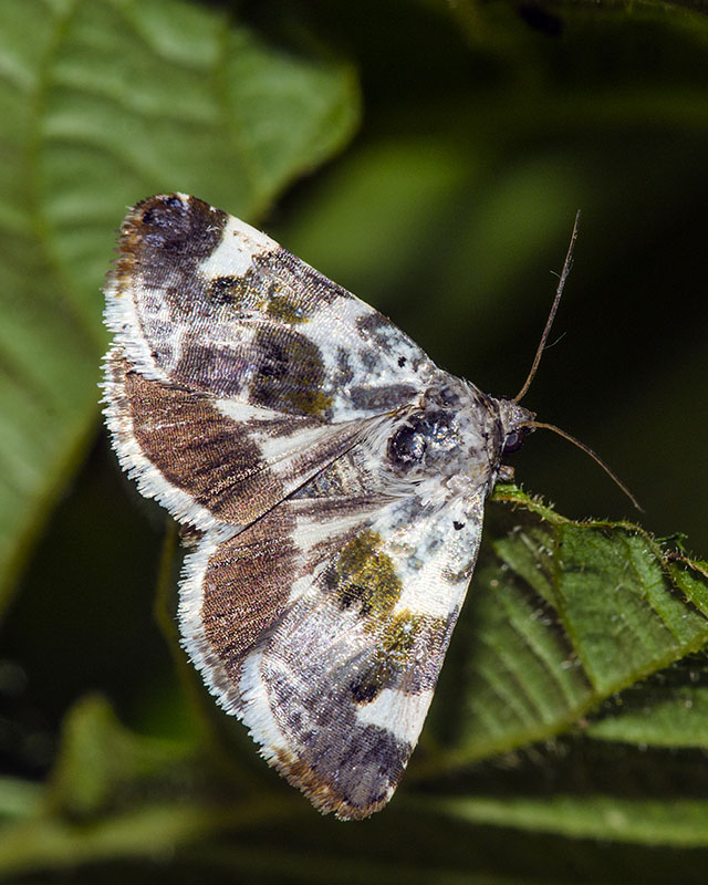 Acontia (Acontia) lucida - Noctuidae